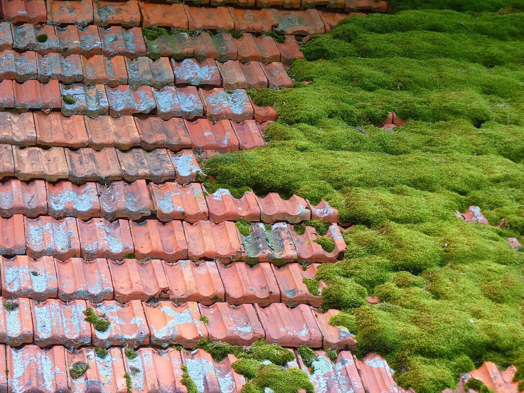 A roof is covered in moss which is damaging the tiles and could result in a leak.